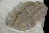 Bargain, Lochovella (Reedops) Trilobite - Oklahoma #137270-5